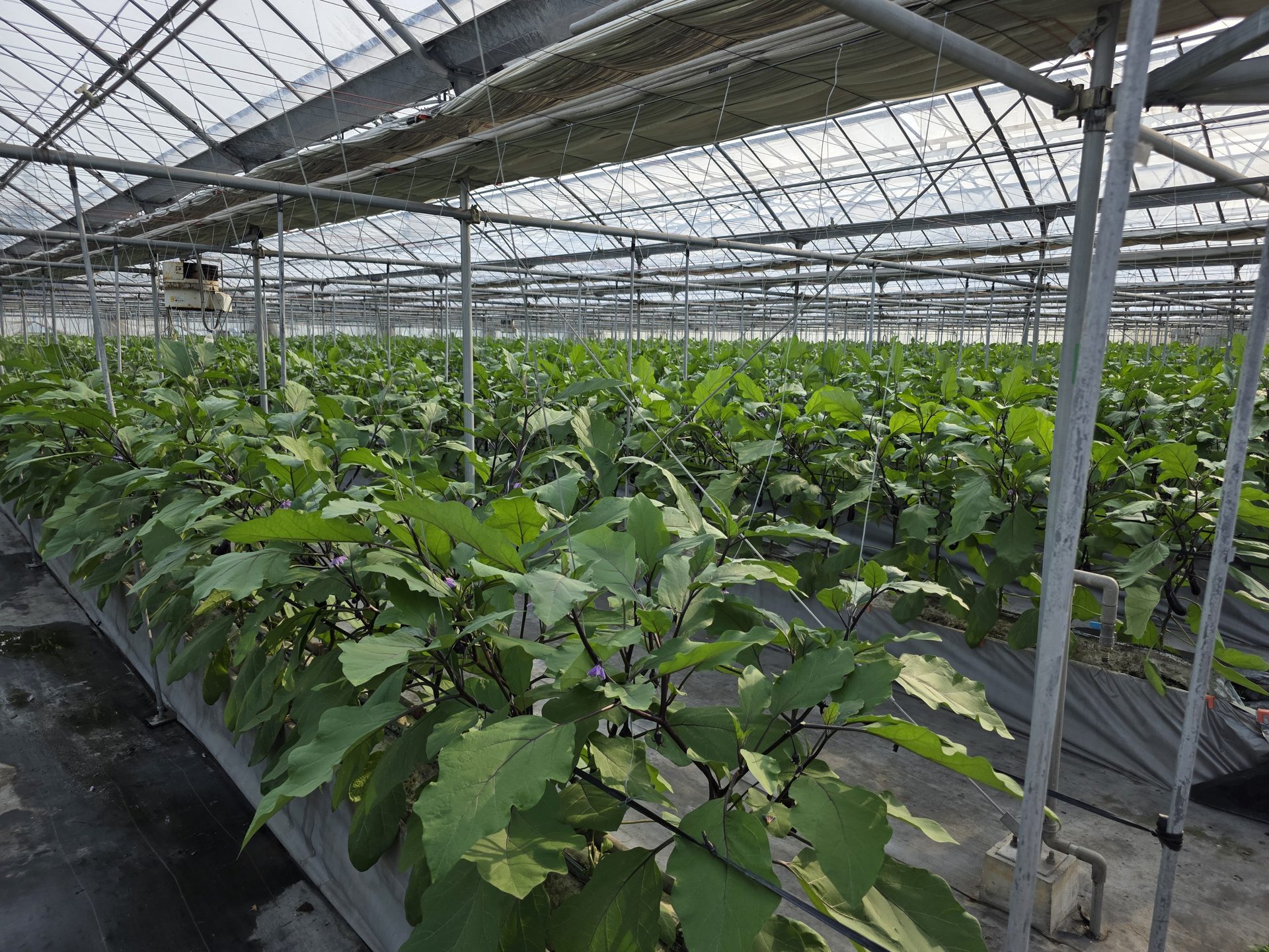 ハウス内のナスの苗